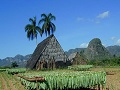Tobacco farming